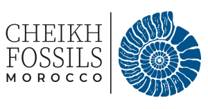 Cheikh Fossils