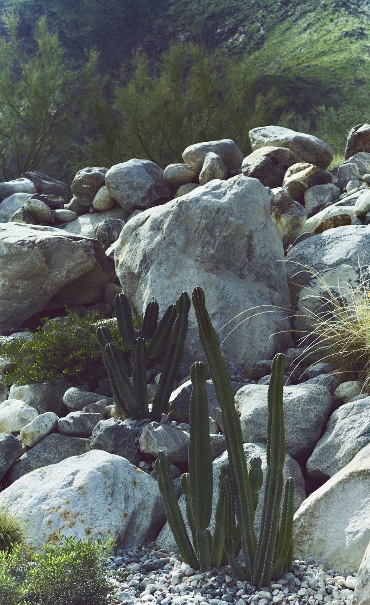 Columnar cacti rising from a boulder garden of weathered desert stones.