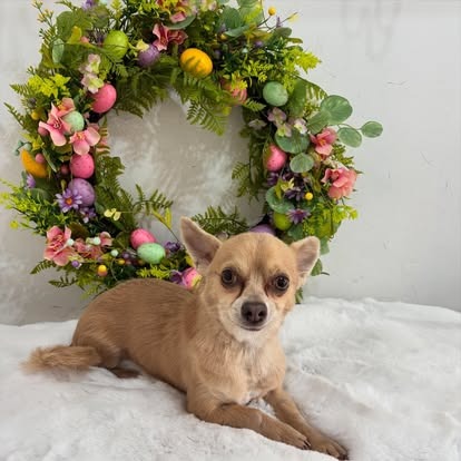 Groomed dog at Paws Galore