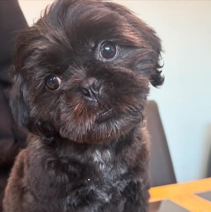 Groomed dog at Paws Galore