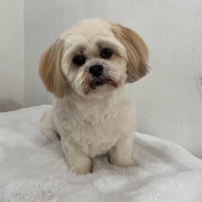 Groomed dog at Paws Galore