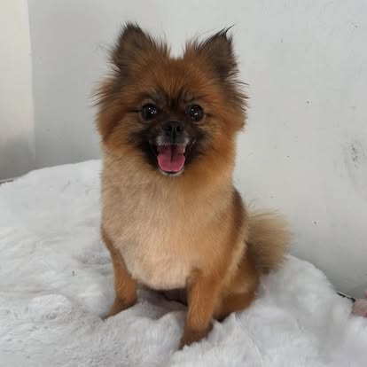 Groomed dog at Paws Galore