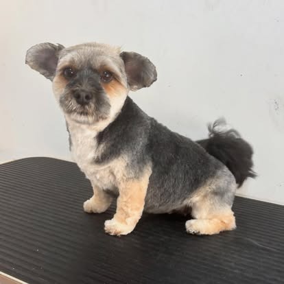 Groomed dog at Paws Galore