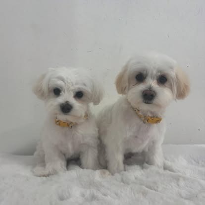 Groomed dog at Paws Galore