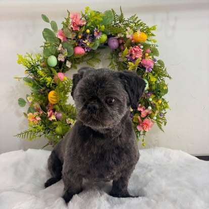 Groomed dog at Paws Galore