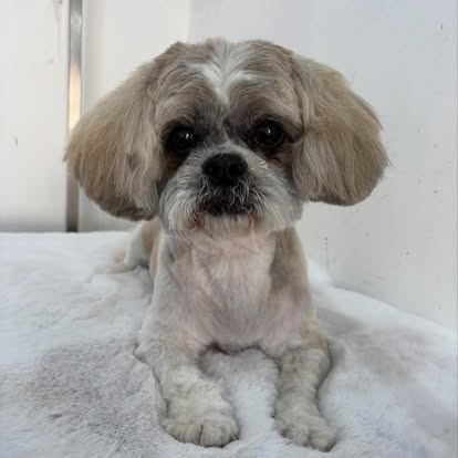 Groomed dog at Paws Galore