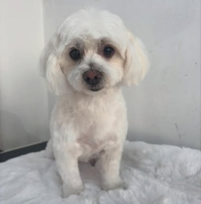 Groomed dog at Paws Galore