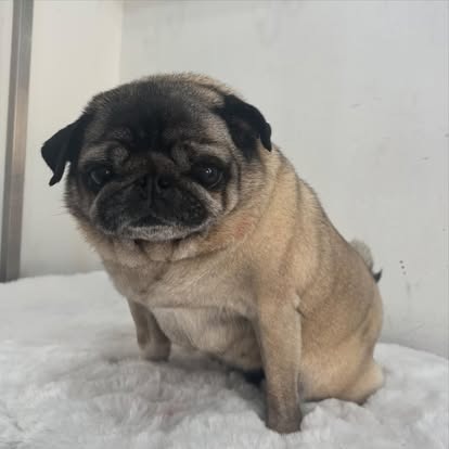 Groomed dog at Paws Galore