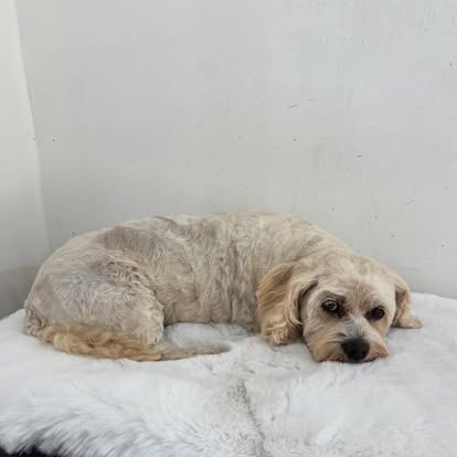 Groomed dog at Paws Galore