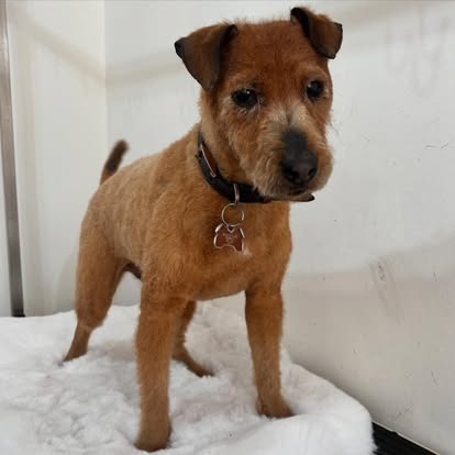 Groomed dog at Paws Galore
