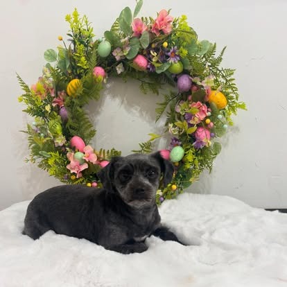 Groomed dog at Paws Galore