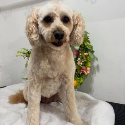 Groomed dog at Paws Galore
