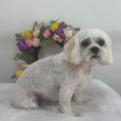 A happy dog groomed at Paws Galore in Horwich, Bolton