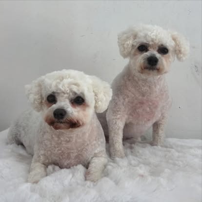 Groomed dog at Paws Galore