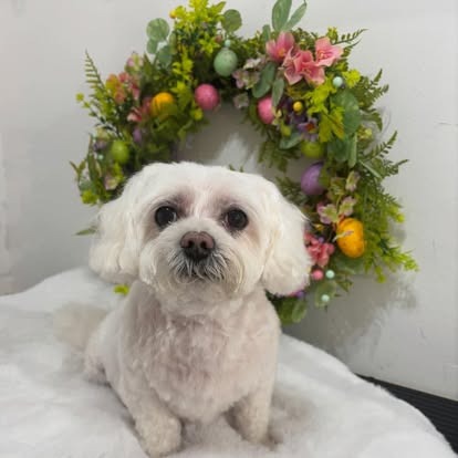 Groomed dog at Paws Galore