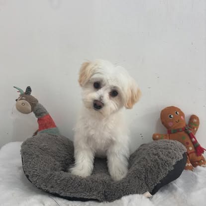 Groomed dog at Paws Galore