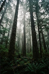 The Grammar of Trees