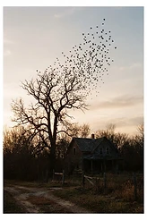 Inheritance of Birds