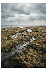 Saltmarsh