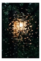 Of Migrations and Moths