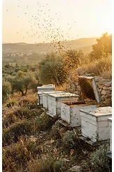 The Beekeeper of Sidon