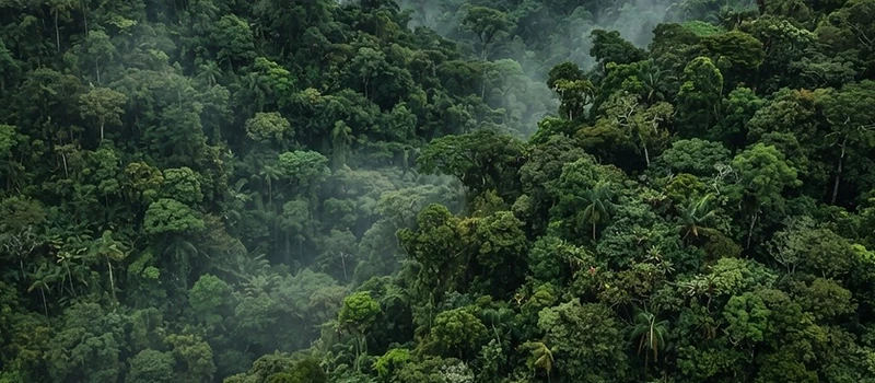 Mata Atlântica vista de cima