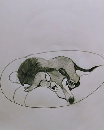 Perro reposando, lápiz, 2024