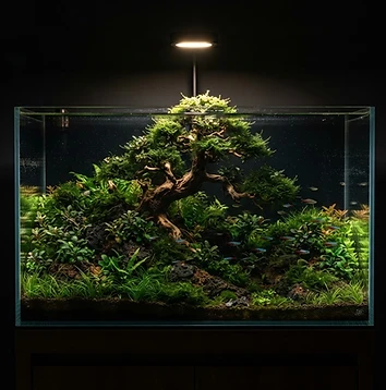 Bonsai Aquascape