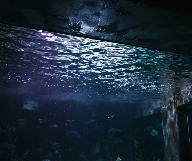 Dramatic mature aquarium with glowing aquatic life