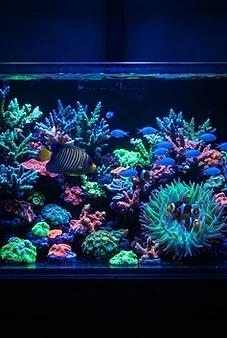 Marine Feature