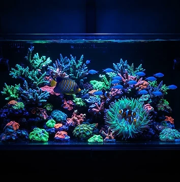 Marine Feature