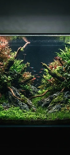 Planted Aquariums