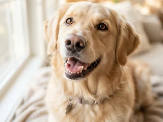 A happy healthy dog