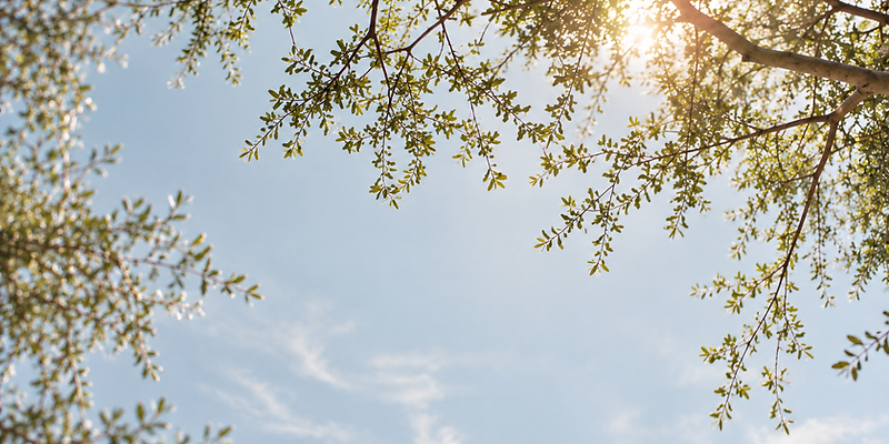 A bright clear sky seen through a canopy of tree branches, with warm sunlight.