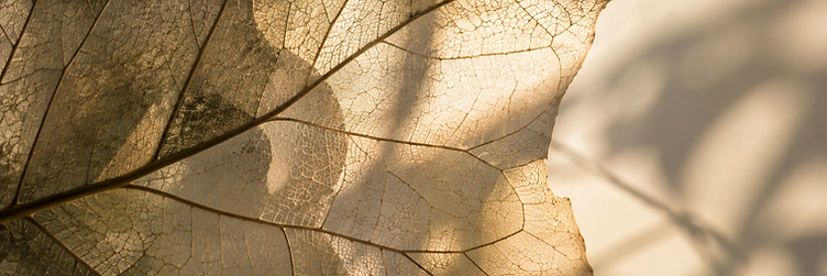 A translucent skeletonized leaf backlit with warm light, showing its intricate vein structure.