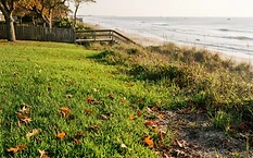 Fall Lawn Care Tips for Coastal NC: Battling Sandy Soil and Salt Air