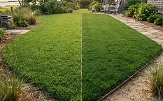 Bermuda vs. Zoysia: Choosing the Best Turf for Sandy North Carolina Soil
