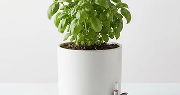 Self-Watering Ceramic Herb Planter