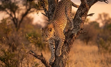Best Leopard Viewing in South Africa