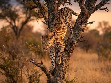 Sabi Sand Game Reserve