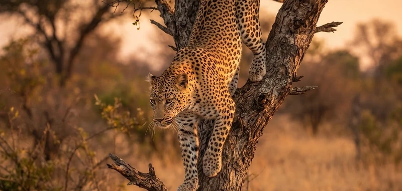 Sabi Sand Game Reserve