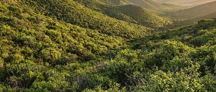 Malaria-Free Safaris