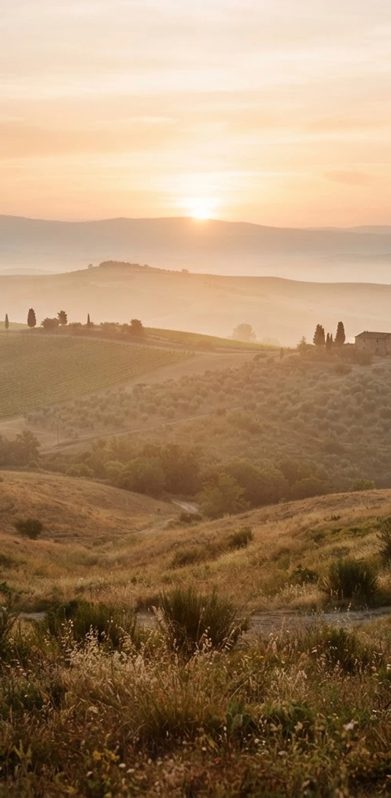 Misty warm landscape at golden hour