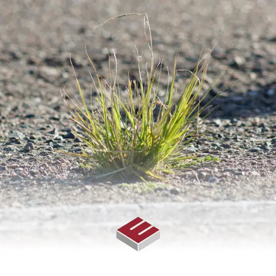 Tiny green weeds pushing their way up through a cracked and aging outdoor tarmac road surface finish