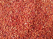 Sesame Seeds