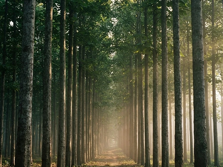 Pasillo de plantación de teca simétrica