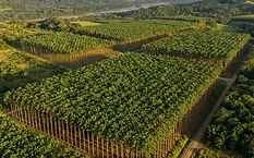 Por qué la teca es el oro verde de la inversión forestal