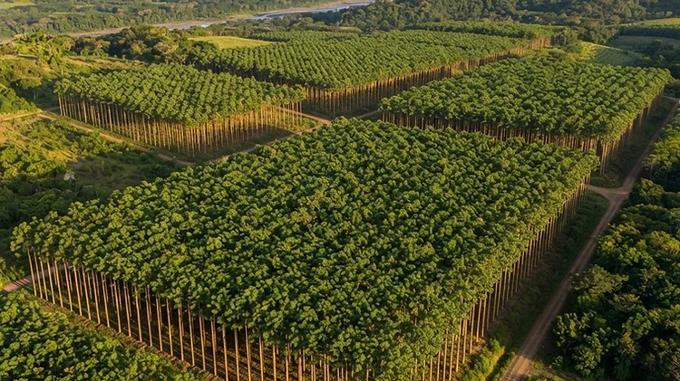 Por qué la teca es el oro verde de la inversión forestal