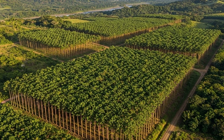Por qué la teca es el oro verde de la inversión forestal