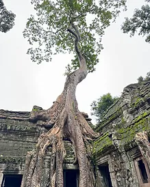 Ta Prohm temple with tree roots overtaking stone ruins